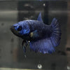 the-fish-farm Female Betta Female Betta - One Only - B Choose your own Female Betta at The Fish Farm Australia