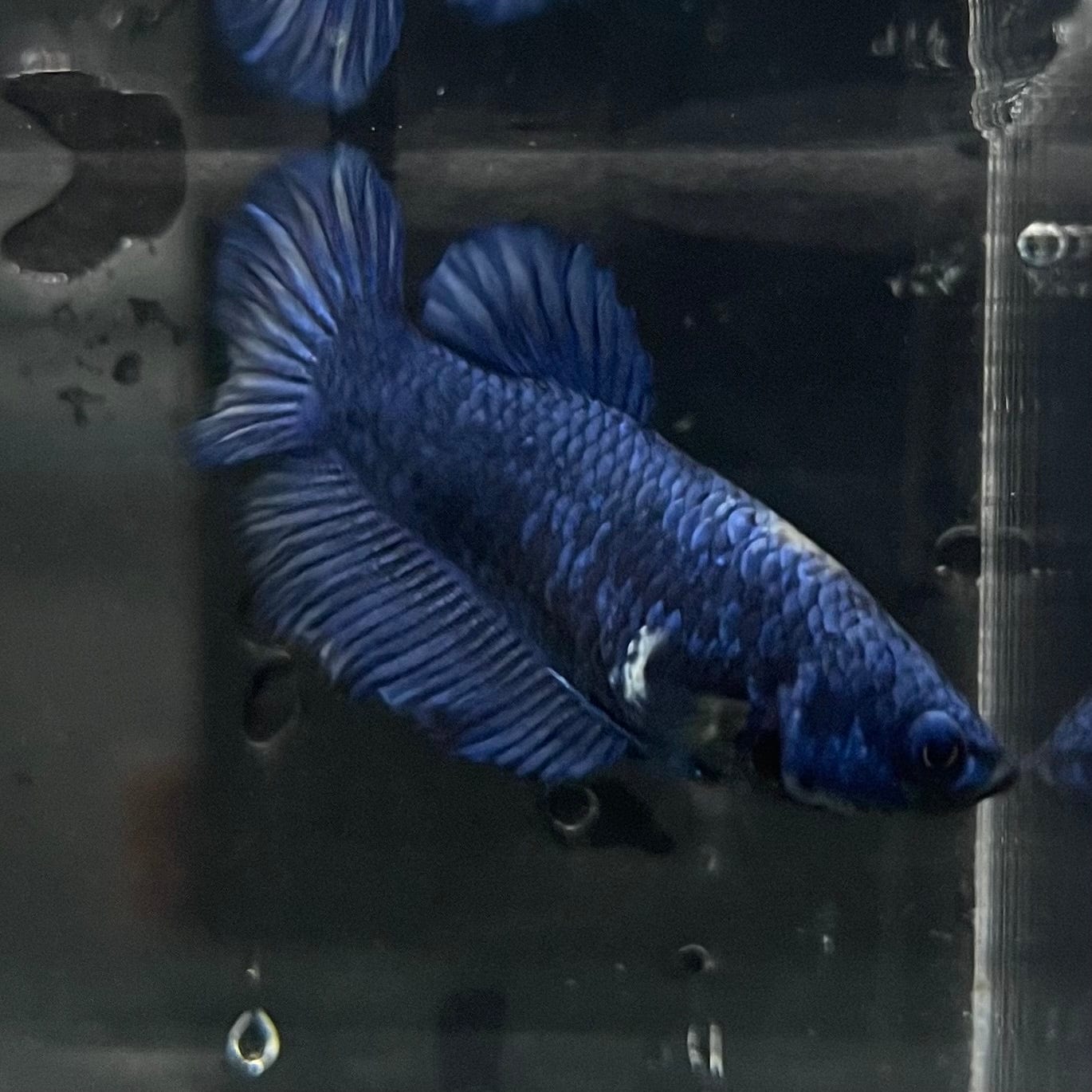 the-fish-farm Female Betta Female Betta - One Only - B Choose your own Female Betta at The Fish Farm Australia