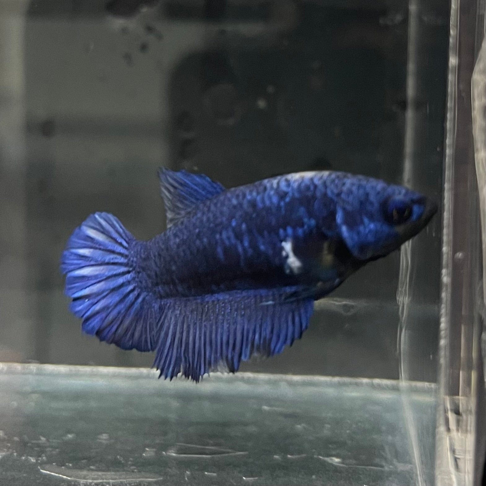 the-fish-farm Female Betta Female Betta - One Only - B Choose your own Female Betta at The Fish Farm Australia