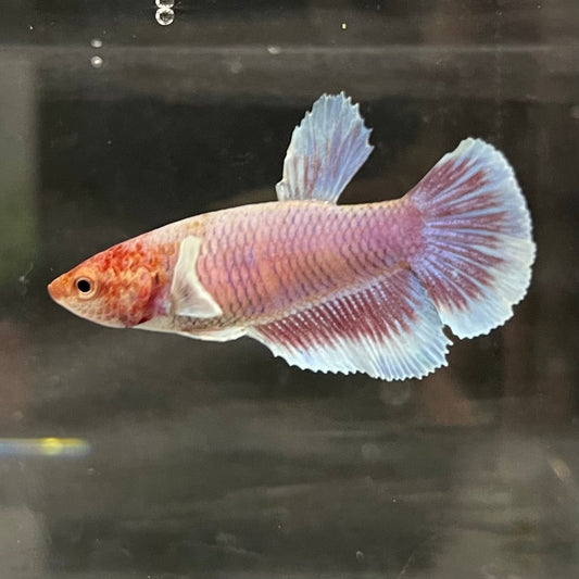 the-fish-farm Female Betta Female Betta - One Only - B Choose your own Female Betta at The Fish Farm Australia