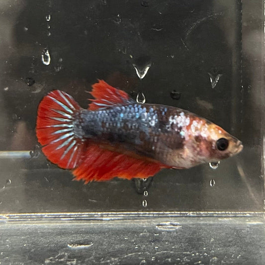 the-fish-farm Female Betta Female Betta - One Only - B Choose your own Female Betta at The Fish Farm Australia
