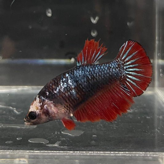 the-fish-farm Female Betta Female Betta - One Only - B Choose your own Female Betta at The Fish Farm Australia