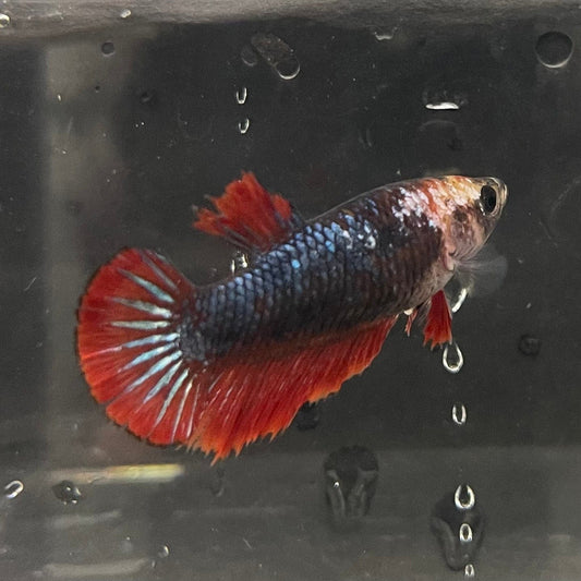 the-fish-farm Female Betta Female Betta - One Only - B Choose your own Female Betta at The Fish Farm Australia