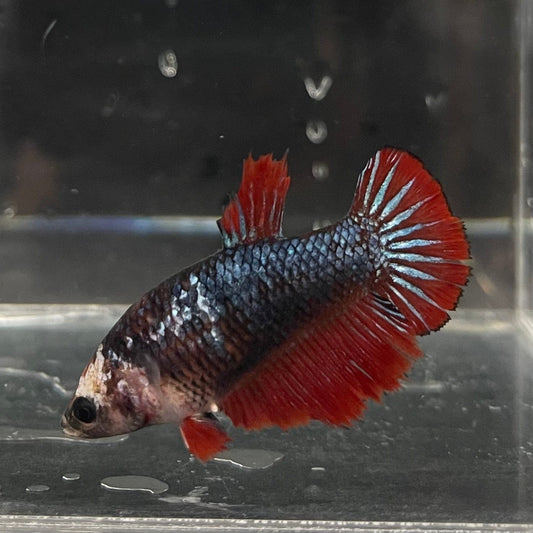 the-fish-farm Female Betta Female Betta - One Only - B Choose your own Female Betta at The Fish Farm Australia