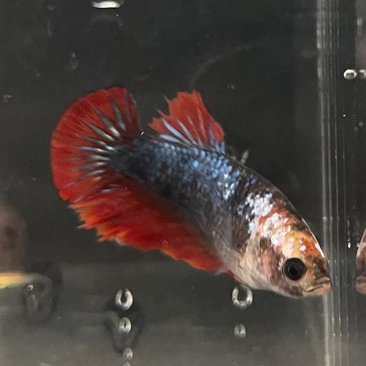 the-fish-farm Female Betta Female Betta - One Only - B Choose your own Female Betta at The Fish Farm Australia