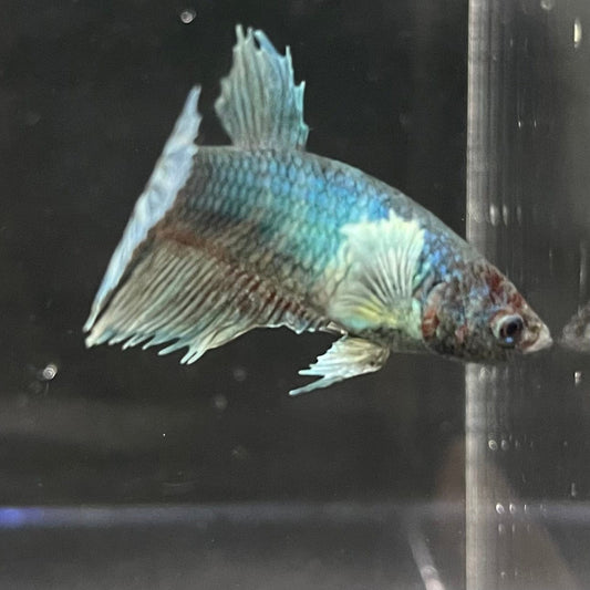 the-fish-farm Female Betta Female Betta - One Only - B Choose your own Female Betta at The Fish Farm Australia