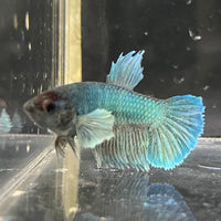 the-fish-farm Female Betta Female Betta - One Only - B Choose your own Female Betta at The Fish Farm Australia