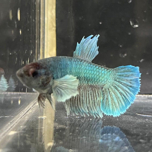 the-fish-farm Female Betta Female Betta - One Only - B Choose your own Female Betta at The Fish Farm Australia