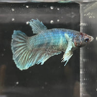the-fish-farm Female Betta Female Betta - One Only - B Choose your own Female Betta at The Fish Farm Australia
