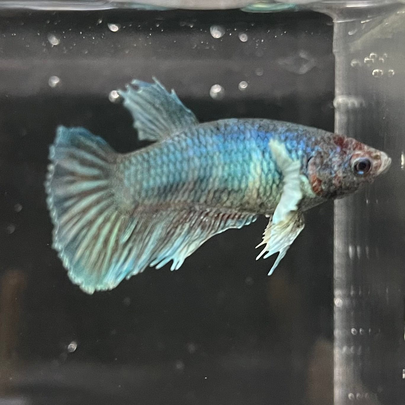 the-fish-farm Female Betta Female Betta - One Only - B Choose your own Female Betta at The Fish Farm Australia