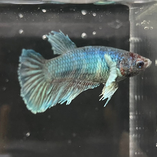 the-fish-farm Female Betta Female Betta - One Only - B Choose your own Female Betta at The Fish Farm Australia