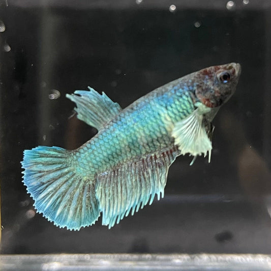 the-fish-farm Female Betta Female Betta - One Only - B Choose your own Female Betta at The Fish Farm Australia