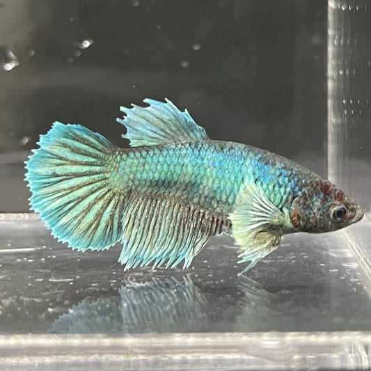 the-fish-farm Female Betta Female Betta - One Only - B Choose your own Female Betta at The Fish Farm Australia