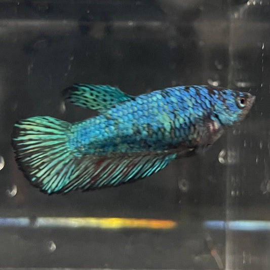 the-fish-farm Female Betta Female Betta - One Only - B Choose your own Female Betta at The Fish Farm Australia