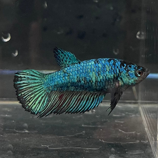 the-fish-farm Female Betta Female Betta - One Only - B Choose your own Female Betta at The Fish Farm Australia