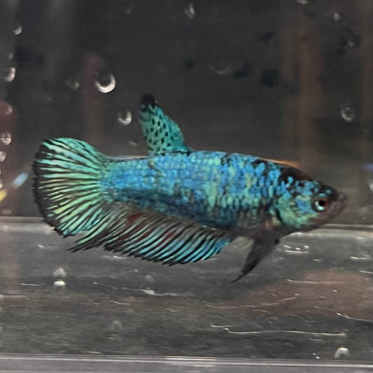 the-fish-farm Female Betta Female Betta - One Only - B Choose your own Female Betta at The Fish Farm Australia