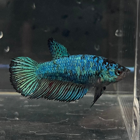 the-fish-farm Female Betta Female Betta - One Only - B Choose your own Female Betta at The Fish Farm Australia