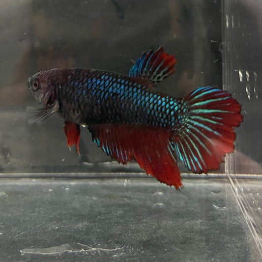 the-fish-farm Female Betta Female Betta - One Only - B Choose your own Female Betta at The Fish Farm Australia