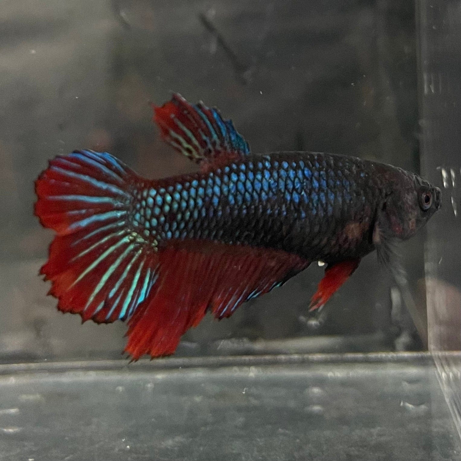 the-fish-farm Female Betta Female Betta - One Only - B Choose your own Female Betta at The Fish Farm Australia