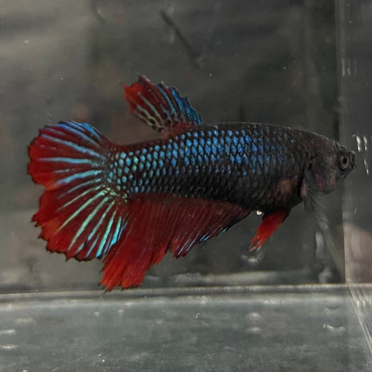 the-fish-farm Female Betta Female Betta - One Only - B Choose your own Female Betta at The Fish Farm Australia