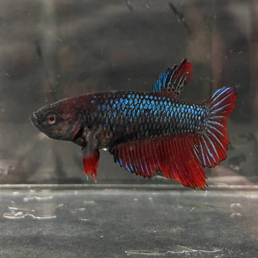 the-fish-farm Female Betta Female Betta - One Only - B Choose your own Female Betta at The Fish Farm Australia