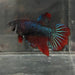 the-fish-farm Female Betta Female Betta - One Only - B Choose your own Female Betta at The Fish Farm Australia