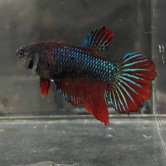 the-fish-farm Female Betta Female Betta - One Only - B Choose your own Female Betta at The Fish Farm Australia