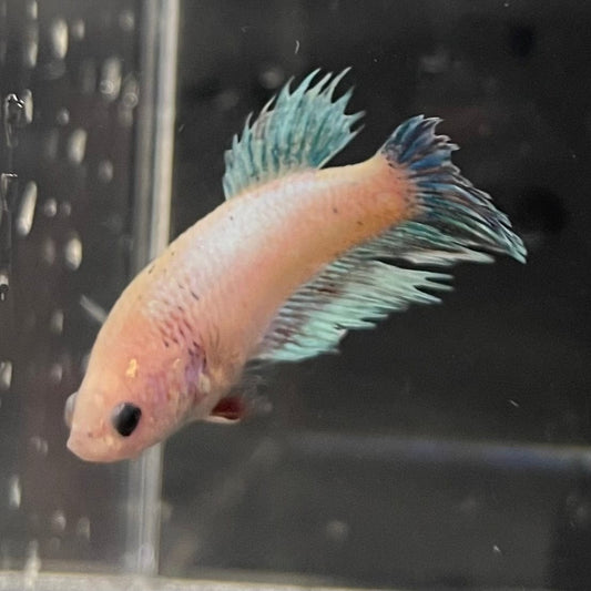 the-fish-farm Female Betta Female Betta - One Only - B Choose your own Female Betta at The Fish Farm Australia