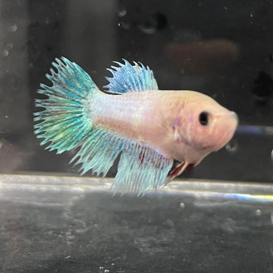 the-fish-farm Female Betta Female Betta - One Only - B Choose your own Female Betta at The Fish Farm Australia