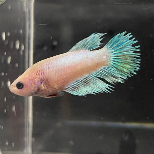 the-fish-farm Female Betta Female Betta - One Only - B Choose your own Female Betta at The Fish Farm Australia