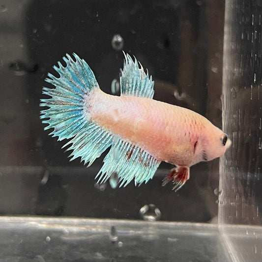 the-fish-farm Female Betta Female Betta - One Only - B Choose your own Female Betta at The Fish Farm Australia