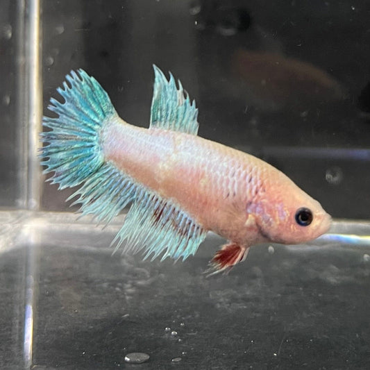 the-fish-farm Female Betta Female Betta - One Only - B Choose your own Female Betta at The Fish Farm Australia