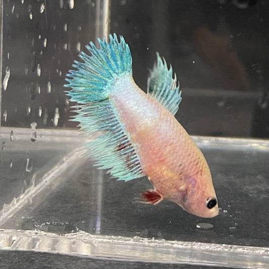 the-fish-farm Female Betta Female Betta - One Only - B Choose your own Female Betta at The Fish Farm Australia