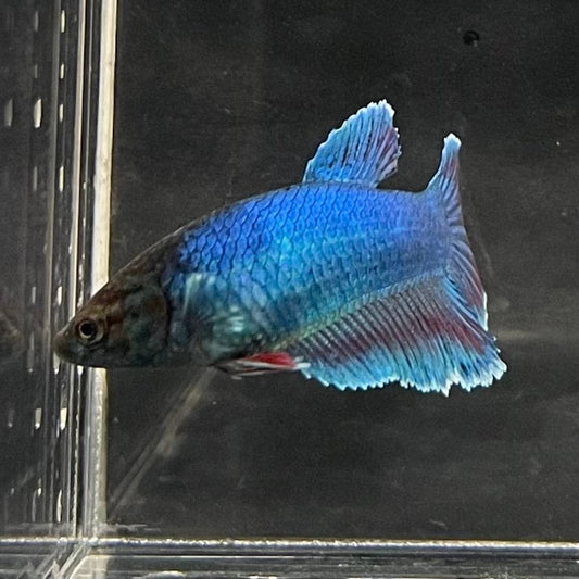 the-fish-farm Female Betta Female Betta - One Only - B Choose your own Female Betta at The Fish Farm Australia