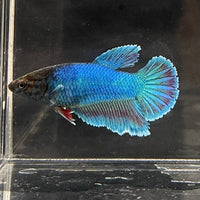 the-fish-farm Female Betta Female Betta - One Only - B Choose your own Female Betta at The Fish Farm Australia