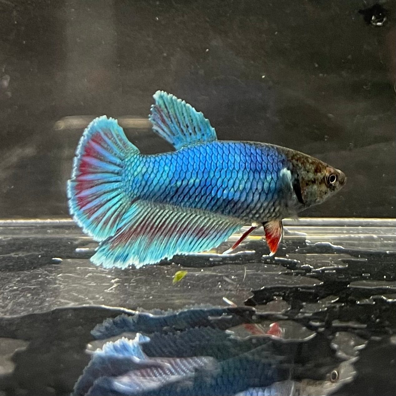 the-fish-farm Female Betta Female Betta - One Only - B Choose your own Female Betta at The Fish Farm Australia