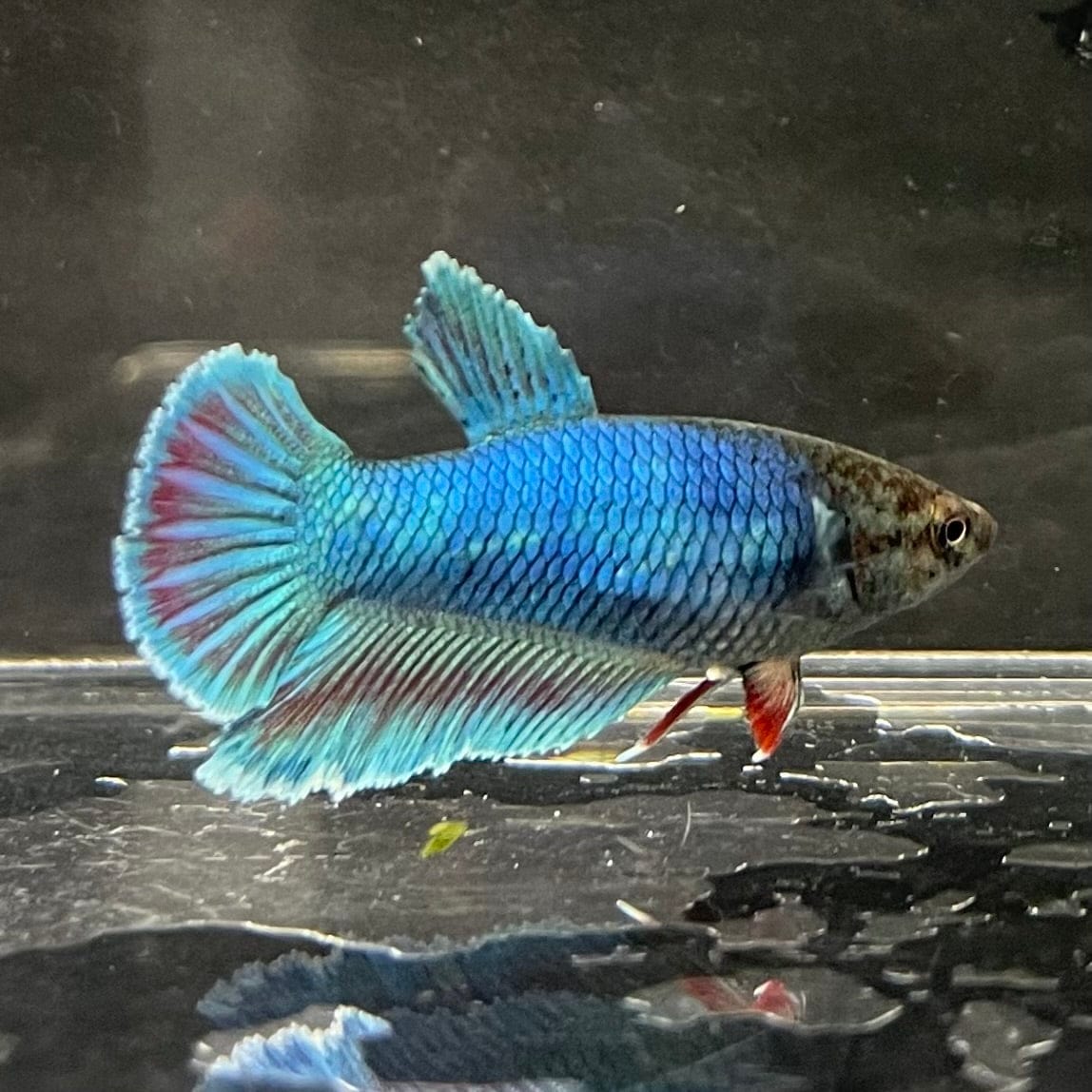 the-fish-farm Female Betta Female Betta - One Only - B Choose your own Female Betta at The Fish Farm Australia