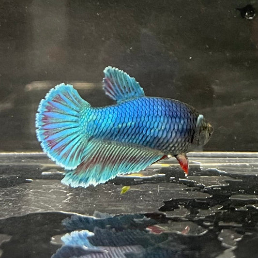 the-fish-farm Female Betta Female Betta - One Only - B Choose your own Female Betta at The Fish Farm Australia