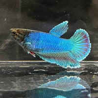 the-fish-farm Female Betta Female Betta - One Only - B Choose your own Female Betta at The Fish Farm Australia