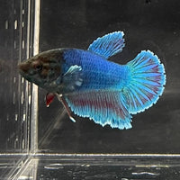 the-fish-farm Female Betta Female Betta - One Only - B Choose your own Female Betta at The Fish Farm Australia