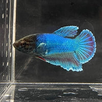 the-fish-farm Female Betta Female Betta - One Only - B Choose your own Female Betta at The Fish Farm Australia