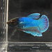 the-fish-farm Female Betta Female Betta - One Only - B Choose your own Female Betta at The Fish Farm Australia