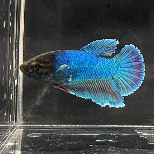 the-fish-farm Female Betta Female Betta - One Only - B Choose your own Female Betta at The Fish Farm Australia