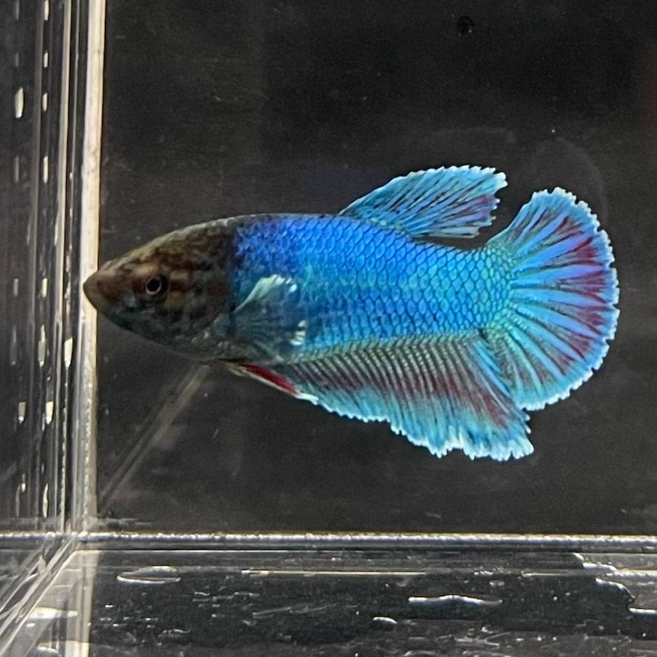 the-fish-farm Female Betta Female Betta - One Only - B Choose your own Female Betta at The Fish Farm Australia