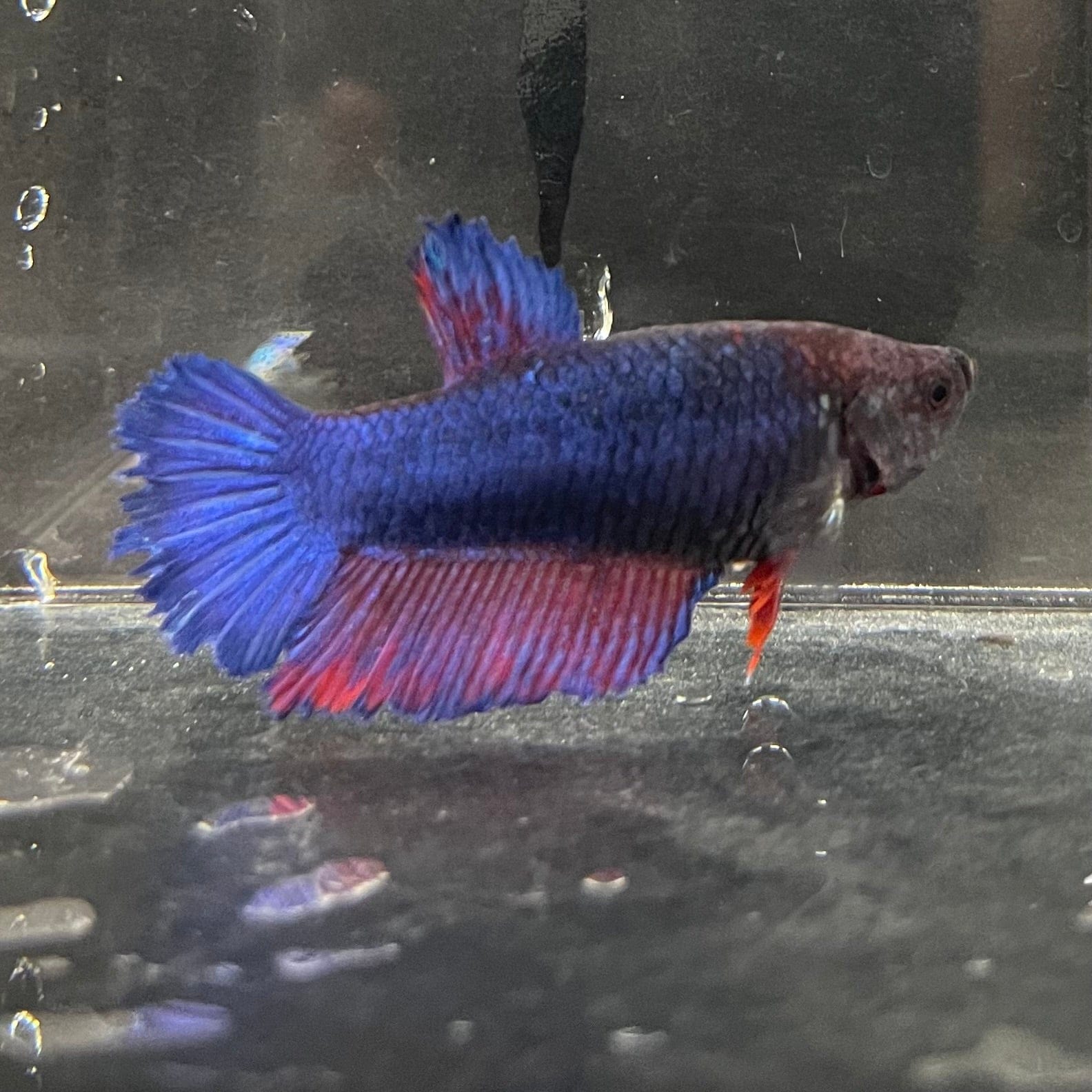 the-fish-farm Female Betta Female Betta - One Only - B Choose your own Female Betta at The Fish Farm Australia