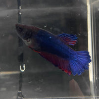 the-fish-farm Female Betta Female Betta - One Only - B Choose your own Female Betta at The Fish Farm Australia