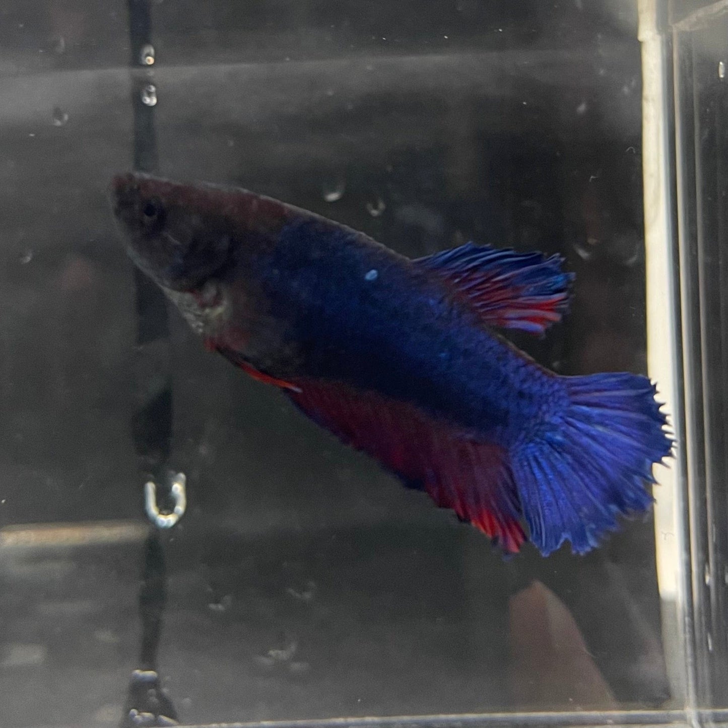 the-fish-farm Female Betta Female Betta - One Only - B Choose your own Female Betta at The Fish Farm Australia