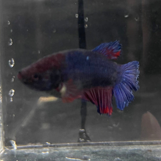 the-fish-farm Female Betta Female Betta - One Only - B Choose your own Female Betta at The Fish Farm Australia