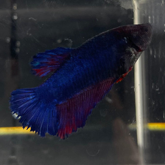 the-fish-farm Female Betta Female Betta - One Only - B Choose your own Female Betta at The Fish Farm Australia