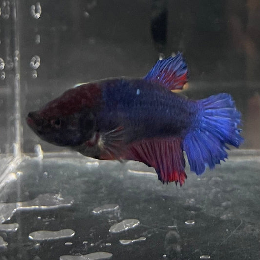 the-fish-farm Female Betta Female Betta - One Only - B Choose your own Female Betta at The Fish Farm Australia